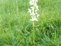 21 Platanthera bifolia - Platantera a fiori bianchi